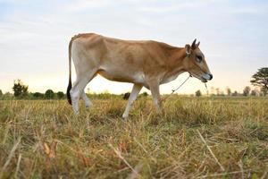 The cows Standing in the fields at sunrise and the beautiful sky photo