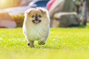 lindo cachorro pomeranian perro pequinés de raza mixta corre sobre la hierba con felicidad foto