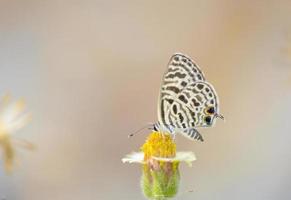 mariposa posada en la hermosa flor foto