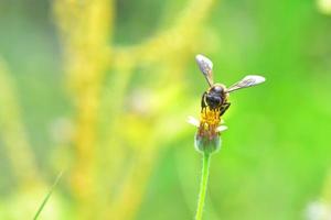 a Bee perched on the beautiful flower photo