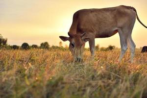 las vacas paradas en los campos al amanecer y el hermoso cielo foto