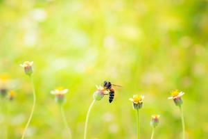 a Bee perched on the beautiful flower photo