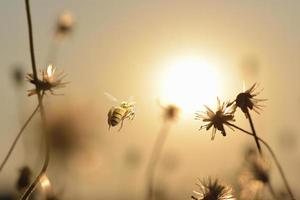 abejas carpinteras volando con fondo de puesta de sol en la noche antes del anochecer foto