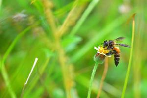 una abeja posada en la hermosa flor foto