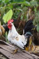 puesto de pollo tailandés en la vieja madera de bloque foto