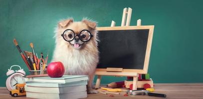 educación, concepto de regreso a la escuela con lindos cachorros pomeranian perro pequinés de raza mixta foto