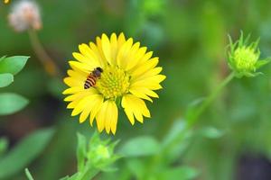 a Bee flying to the beautiful flower photo