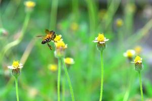 a Bee flying to the beautiful flower photo