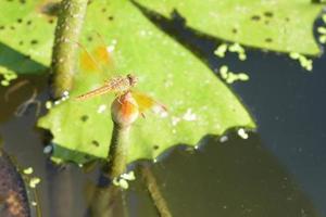 close up a Dragonfly on lotus flower photo