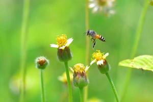 a Bee flying to the beautiful flower photo