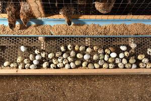 codornices y huevos en una jaula en una granja foto