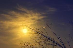 luz del atardecer a través del campo de hierba una araña y una telaraña foto