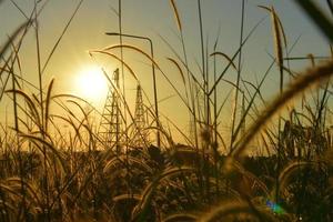 cerrar la hierba de flores y el fondo del amanecer en el sitio de construcción foto