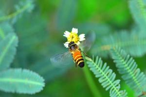 una abeja volando hacia la hermosa flor foto