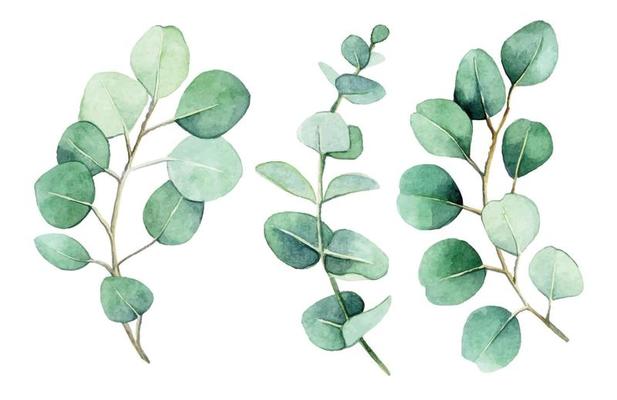 watercolor drawing. set of eucalyptus branches and leaves. vintage delicate drawing green eucalyptus leaves isolated on white background