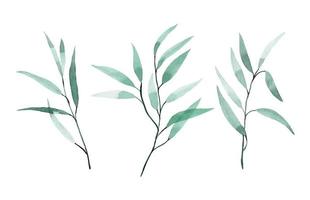 dibujo de acuarela. conjunto de hojas de eucalipto. hojas verdes tropicales aisladas sobre fondo blanco elegante en estilo vintage. vector