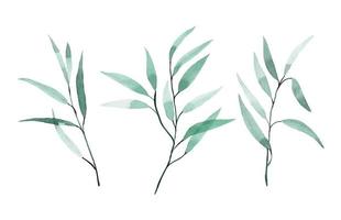 watercolor drawing. set of eucalyptus leaves. tropical green leaves isolated on white background elegant in vintage style. vector