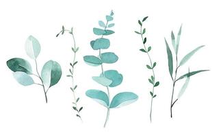 watercolor drawing. set with eucalyptus leaves. elegant drawing in vintage style. leaves and branches of eucalyptus and other tropical plants vector
