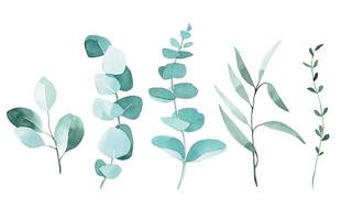 watercolor drawing. set of eucalyptus leaves. tropical green leaves isolated on white background elegant in vintage style. vector