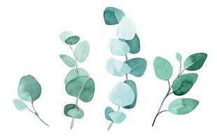 watercolor drawing. set, collection of eucalyptus leaves. green branches, eucalyptus leaves in vintage style isolated on white background.