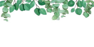 watercolor drawing. seamless border with eucalyptus leaves. isolated on white background green leaves and branches of eucalyptus. web banner, frame vector