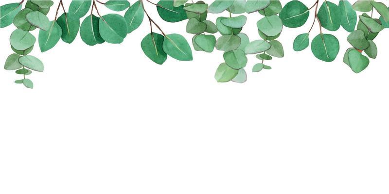 watercolor drawing. seamless border with eucalyptus leaves. isolated on white background green leaves and branches of eucalyptus. web banner, frame
