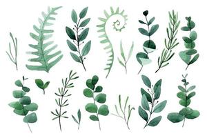 watercolor drawing. set of forest leaves and herbs. green leaves, fern, eucalyptus, lavender, rosemary vector