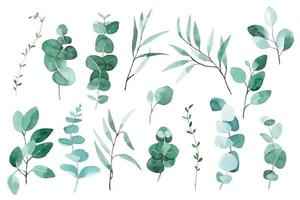 watercolor set of tropical eucalyptus leaves. big collection with vintage delicate leaves, herbs vector
