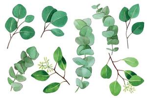 large watercolor set of eucalyptus leaves. green eucalyptus leaves and branches isolated on white background. watercolor collection vector