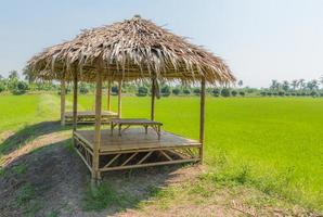 las cabañas de madera en un verde de arroz en el campo una vasta área foto