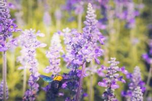 la abeja carpintera vuela a hermosas flores en la naturaleza foto