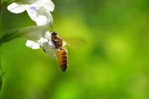 a Bee flying to the beautiful flower photo