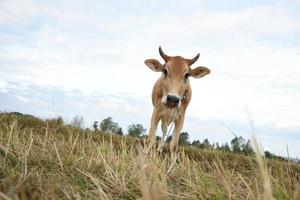 las vacas paradas en los campos al amanecer y el hermoso cielo foto