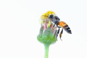 a bee Flying Isolated on white background photo