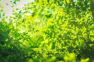 beautiful Natural green leaf and abstract blur bokeh light background photo