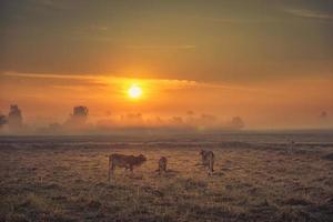 las vacas comen hierba por placer en los campos al amanecer, la niebla matutina y el hermoso cielo foto