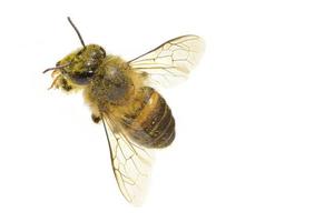 a Bee isolated on the white background photo