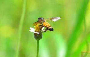 a Bee flying to the beautiful flower photo