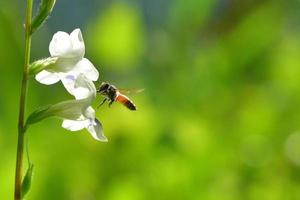 a Bee flying to the beautiful flower photo