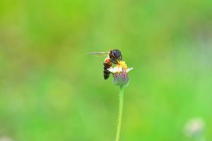 a Bee perched on the beautiful flower photo