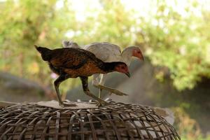 thai chicken standing on the coop brown in farm photo