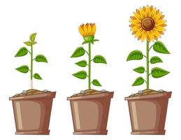 Cartoon Three Pots Filled with Sunflowers vector