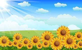 Field of Sunflowers With the Shining Sun vector