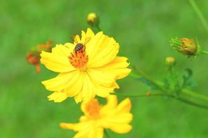 a Bee flying to the beautiful flower photo