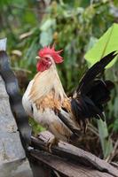 puesto de pollo tailandés en la vieja madera de bloque foto