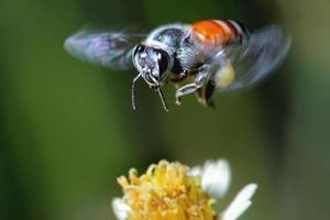 una abeja volando hacia la hermosa flor foto