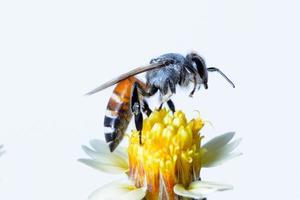 a bee Flying Isolated on white background photo