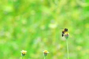 a Bee perched on the beautiful flower photo