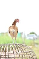 thai chicken standing on the coop brown in farm photo