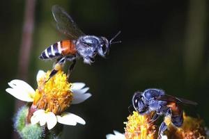 a Bee flying to the beautiful flower photo